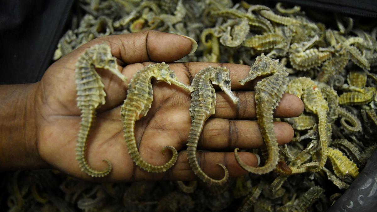 Seahorse smuggling racket busted at Bengaluru airport