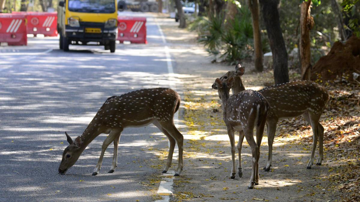 IIT-Madras reduces speed limit to 20 kmph; announces heavy fine for violators following wildlife casualties