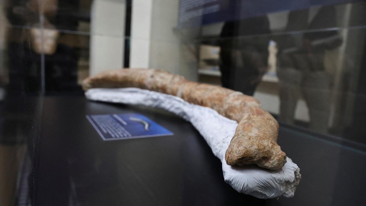 New study finds one of the oldest animal mummies is a forged fossil
Premium