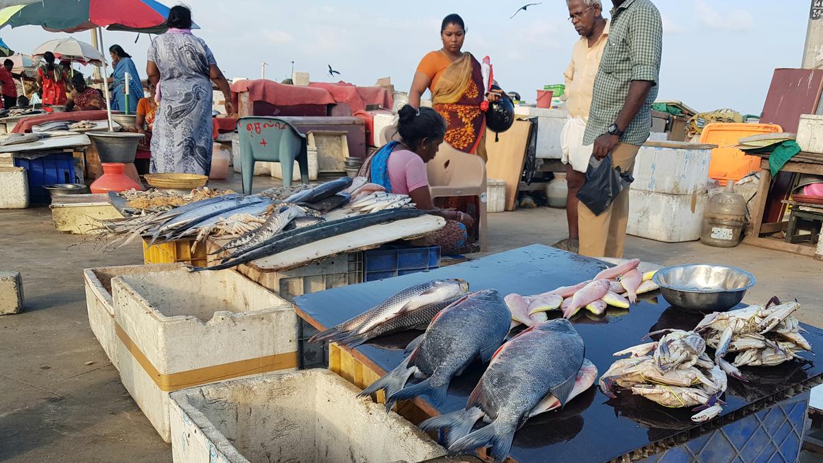 Chennai fish markets witness crowds ahead of East Coast fishing ban from April 15