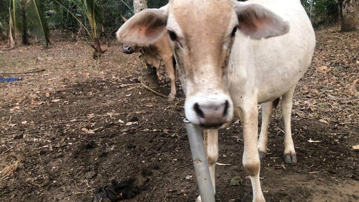 Kerala Animal Husbandry dept. plans to register ‘Thenmala Kullan’ as indigenous breed