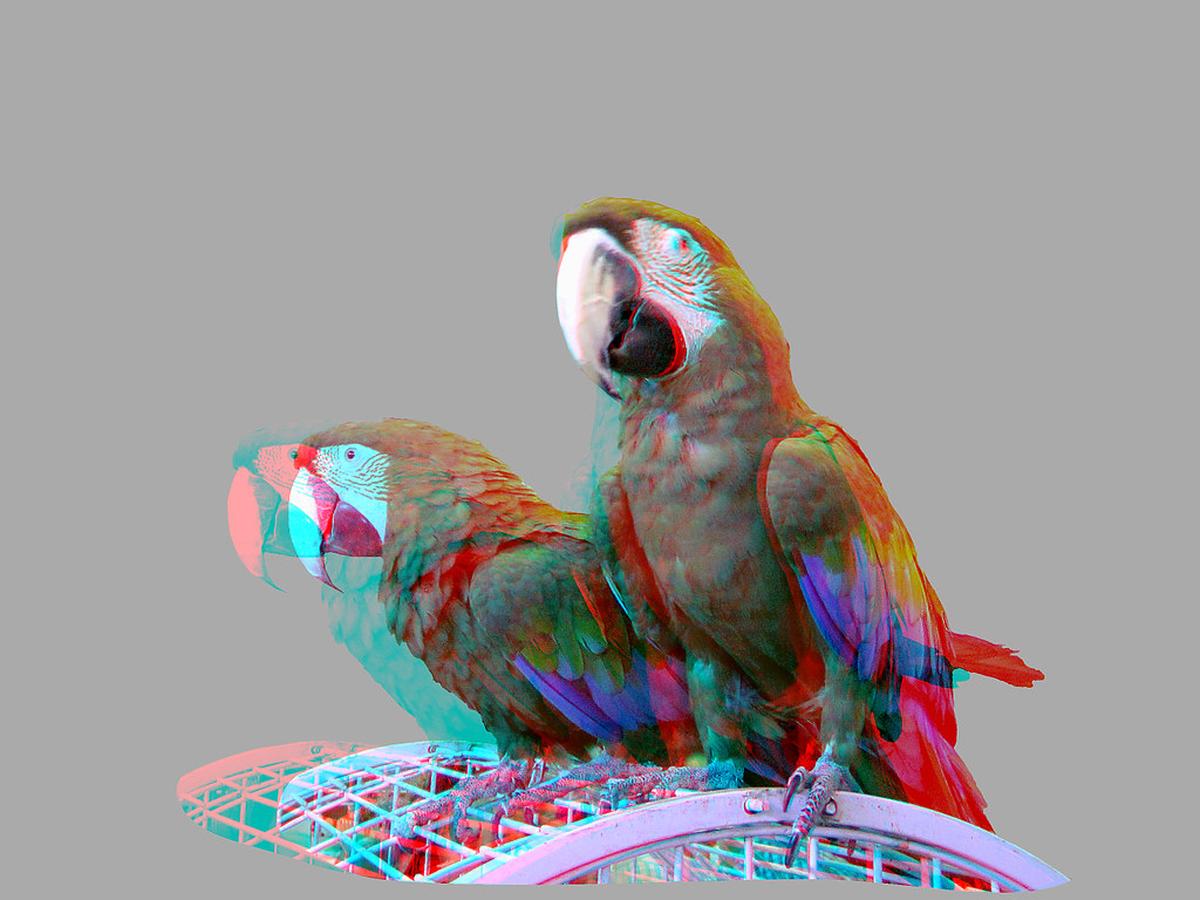 This is a stereoscopic image of the parrots. (Use your DIY 3D glass to look at it)