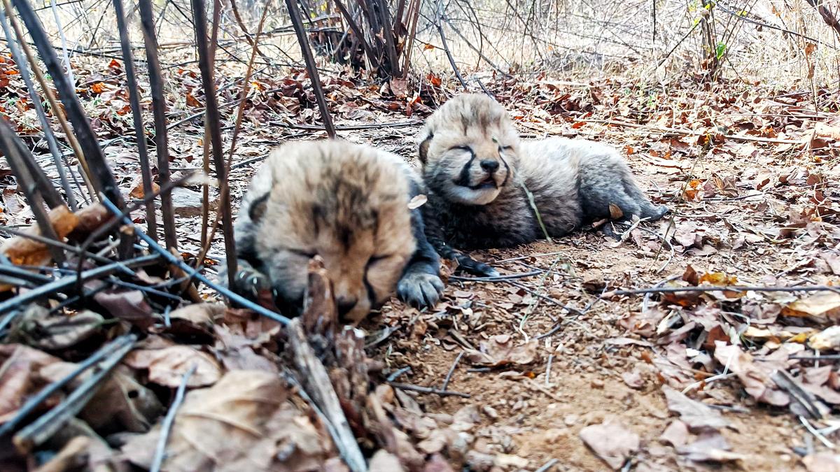 M.P. CM to release five cheetahs into the wild; two more cubs born at Kuno 