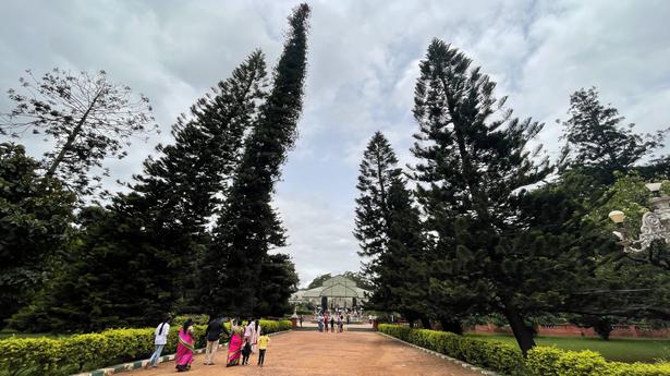 Lalbagh’s Christmas tree planted by Elizabeth II in the spotlight 