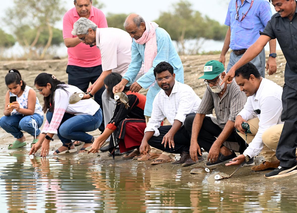 Scientists and wildlife enthusiasts releasing tagged horseshoe crabs along a beach in Odisha’s Balasore district. 