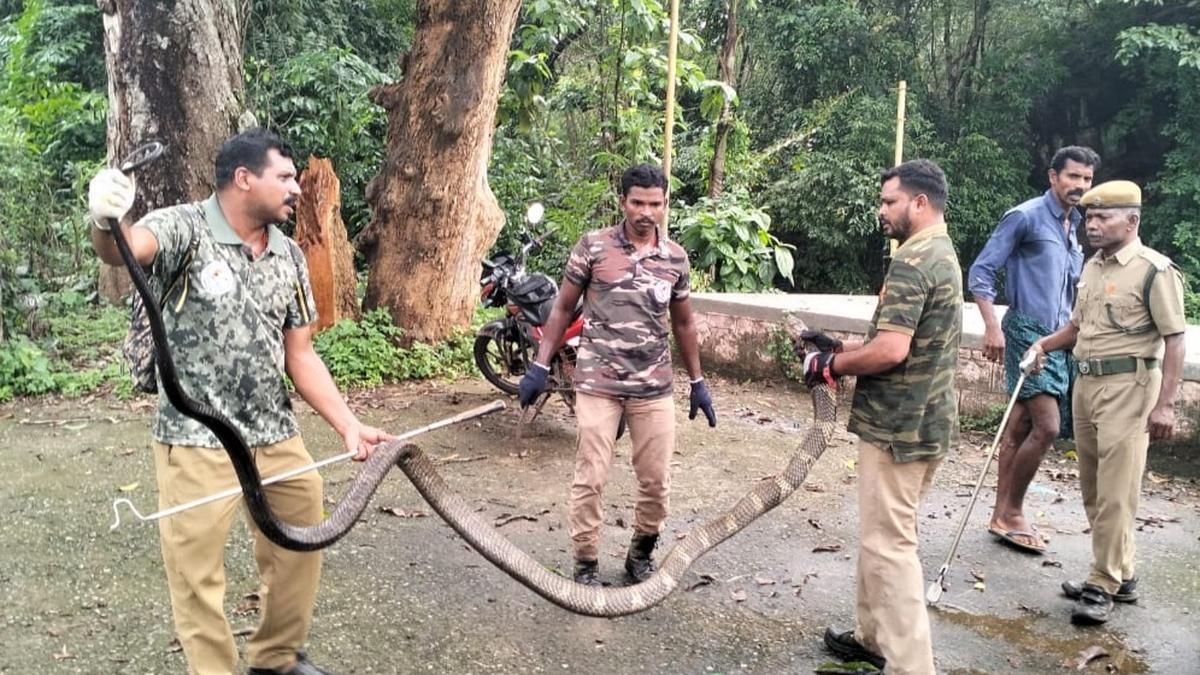 15-feet-long king cobra rescued