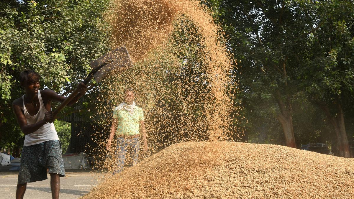 India's FY24 pulses imports hit 6-year high as red lentil purchases jump