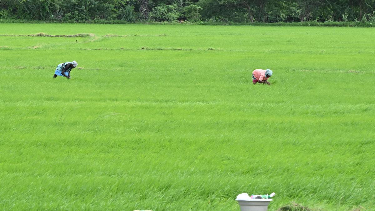 Fertiliser outlets in Ramanathapuram district to follow guidelines of Department of Agriculture