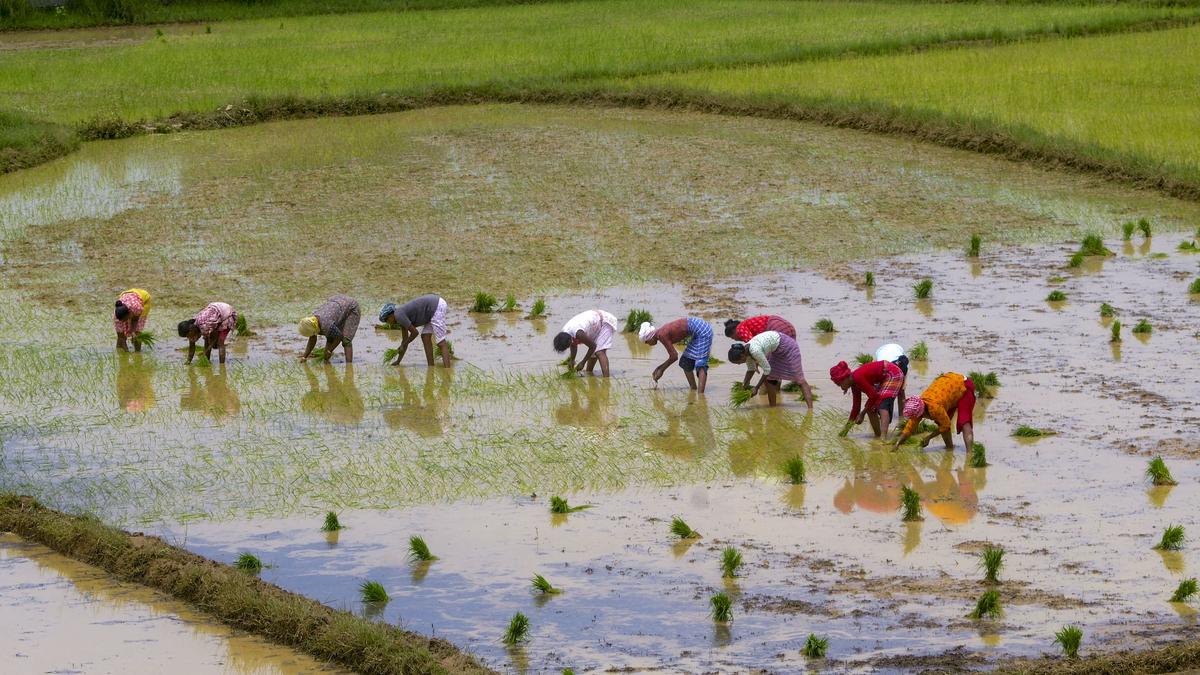 Should India focus on natural farming?
Premium