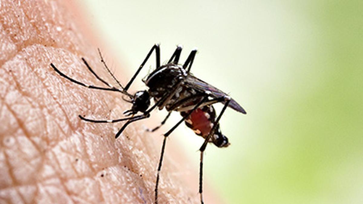 IIT Mandi, DBT-inStem Bengaluru scientists find how dengue mosquito eggs are so hardy