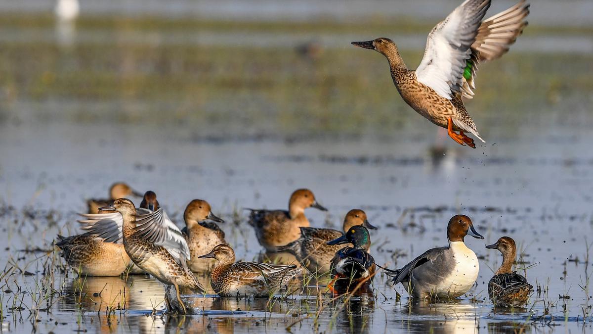 Bird watchers raise concern over 'fewer' migratory birds in Bengal sanctuary
