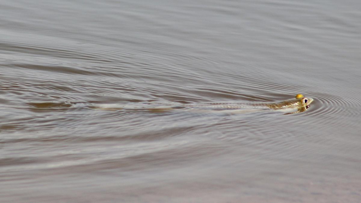 Need to document freshwater fish species in waterbodies, say conservationists