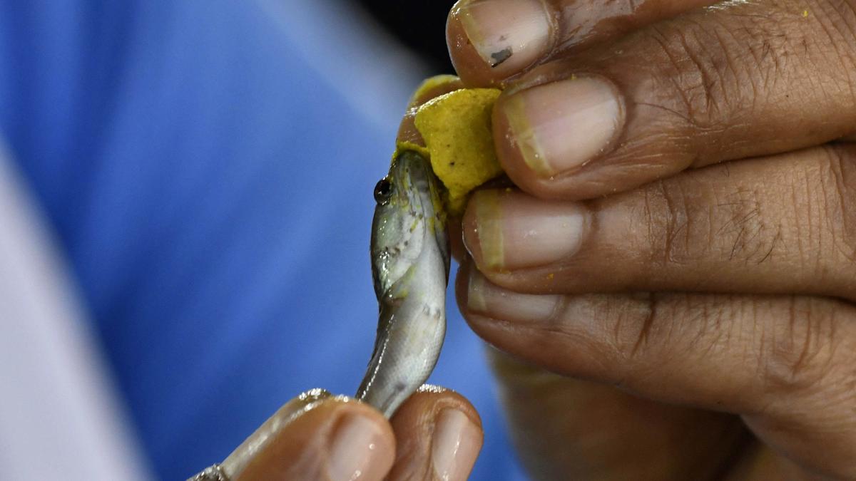 Fish prasadam to be administered at Nampally Exhibition Grounds on June 9