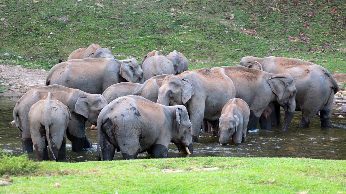 Anakkulam presents a different picture