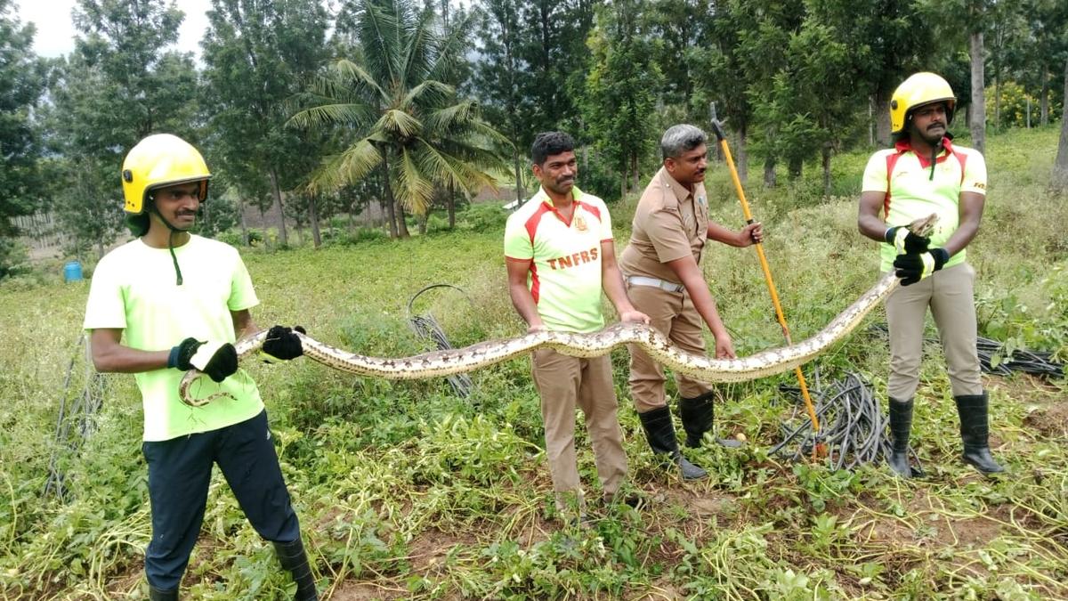 20-foot long python rescued from potato farm in Erode village