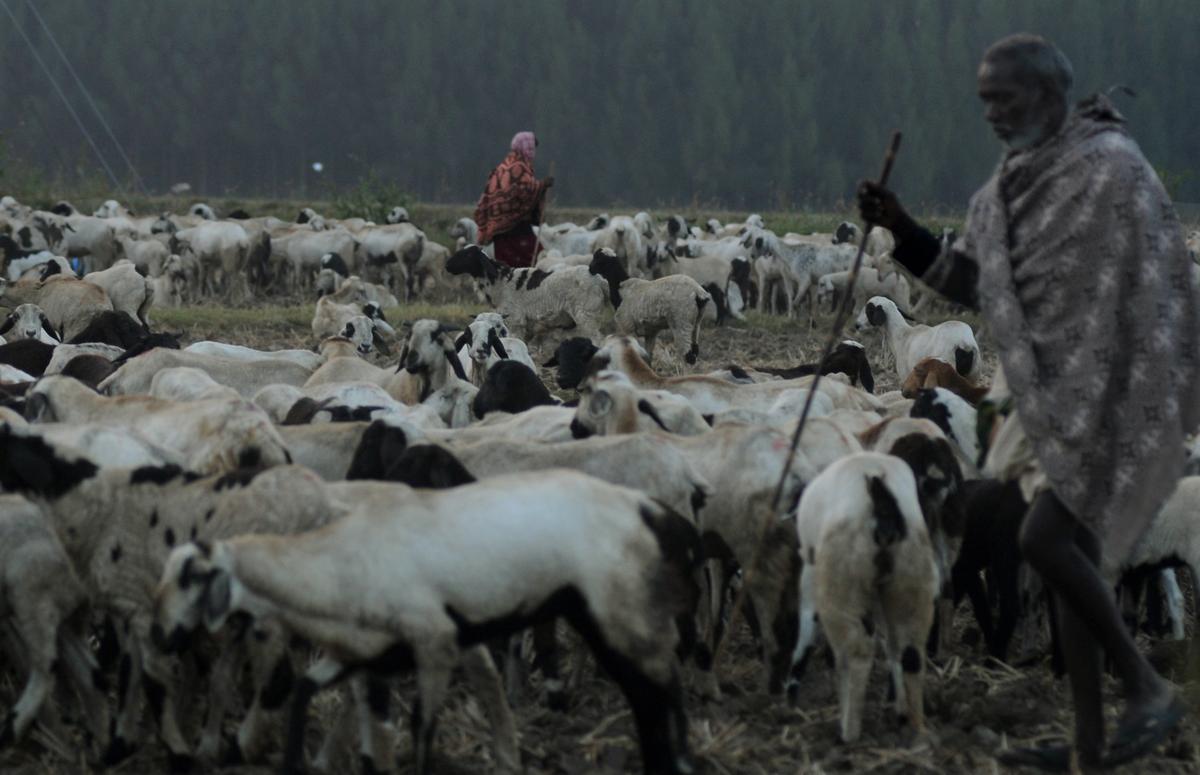 A shepherd herding goats at a field