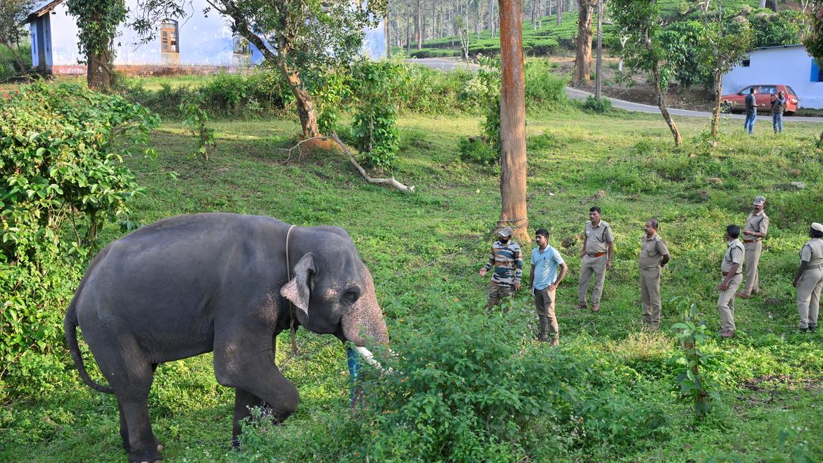 Forest Department monitoring movements of wild elephant on the loose in Udhagamandalam