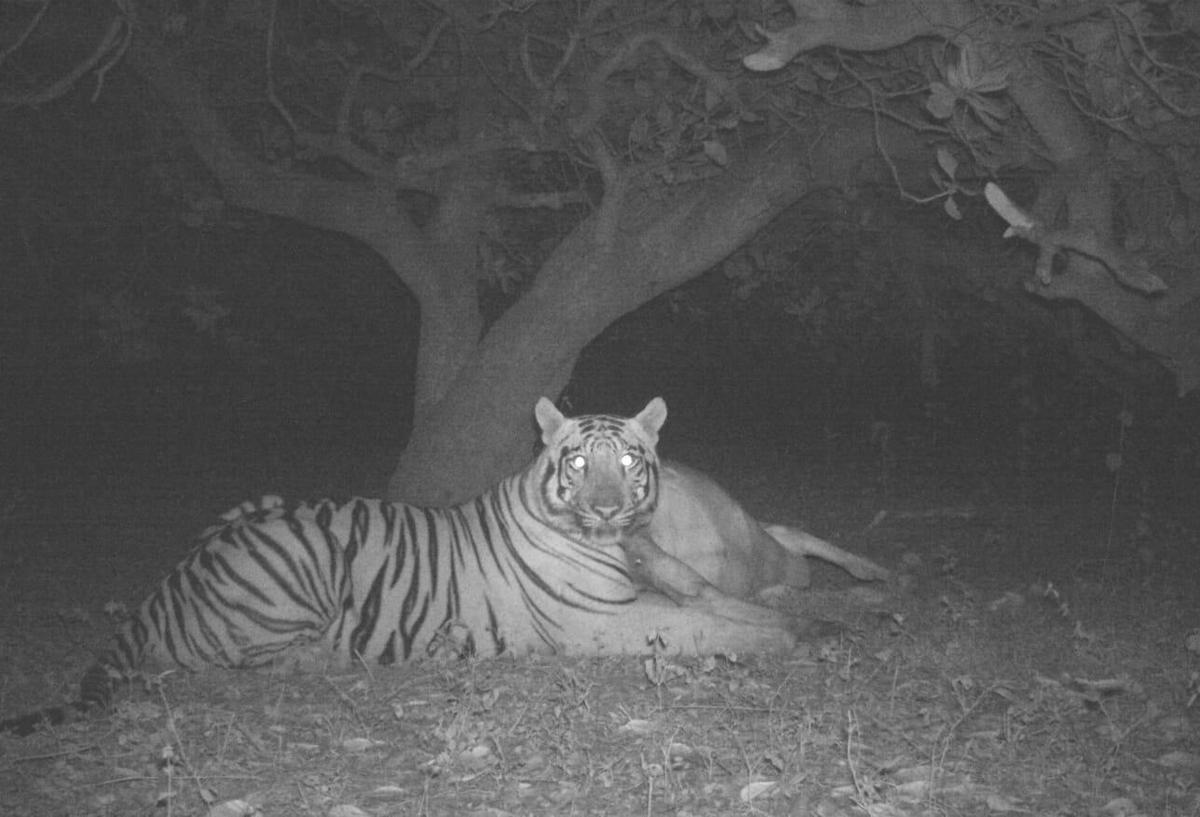 Tiger tale: Life in the territory of fear in Andhra Pradesh - The Hindu