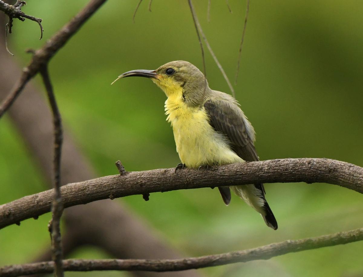 When the sun is in the sky and the flowers are in bloom, sunbirds come to visit.