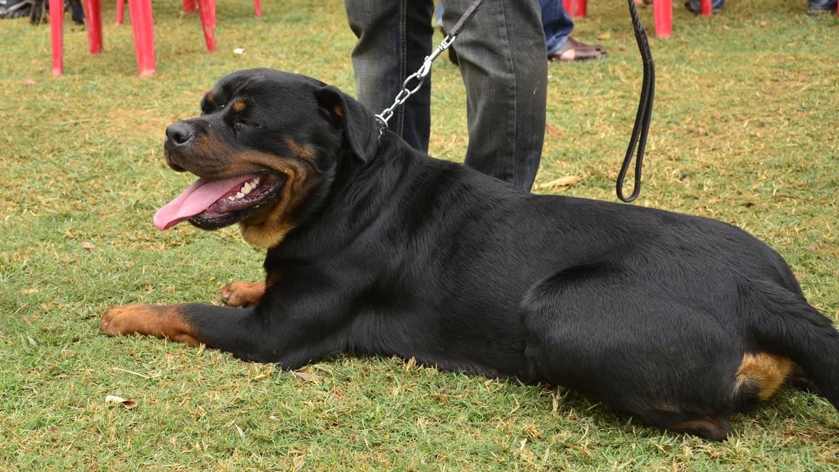 Chennai Rottweiler attack: Madras High Court says State need not pay compensation to five-year-old girl’s parents