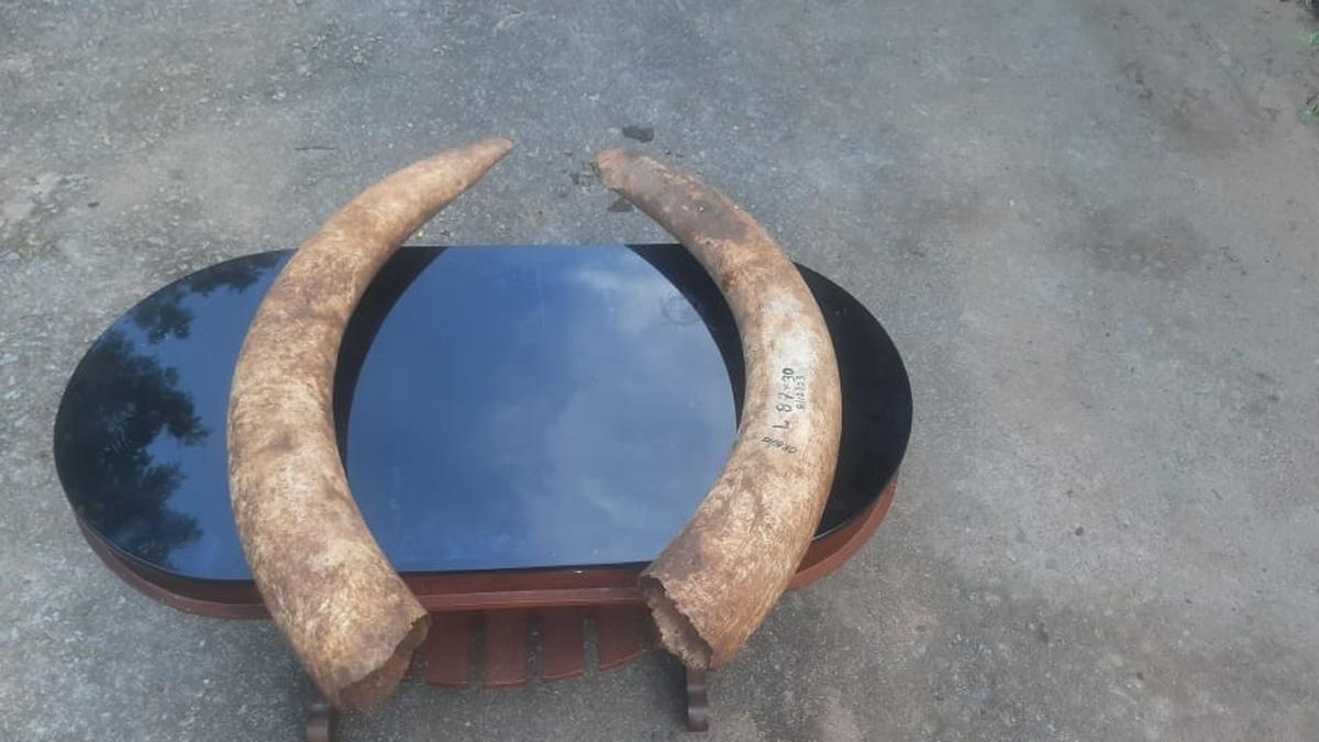 Kerala to hand over ivory, deer horns to Army establishments