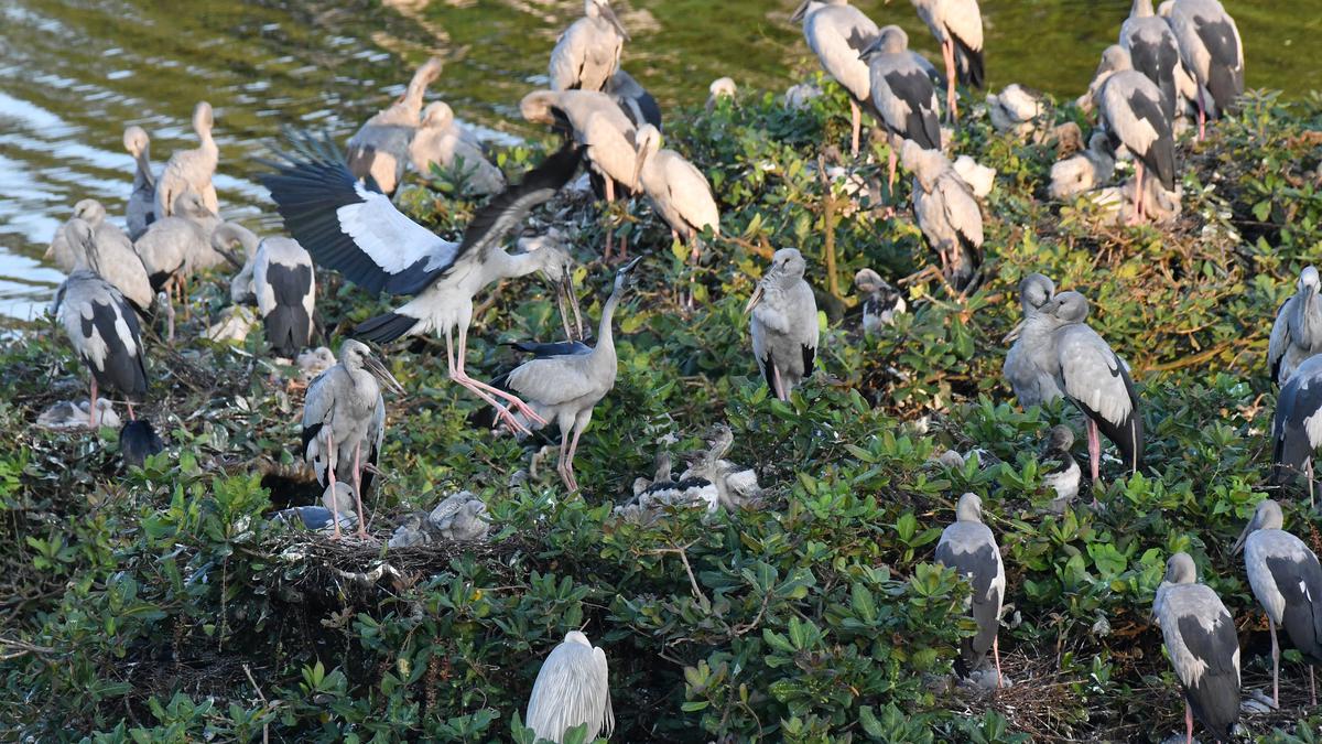 Steep fall in number of birds visiting wetlands, T.N.’s annual census finds