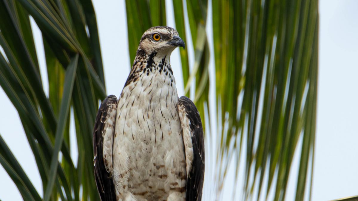 9 new species sighted during Campus Bird Count 2024 of Mangalore University