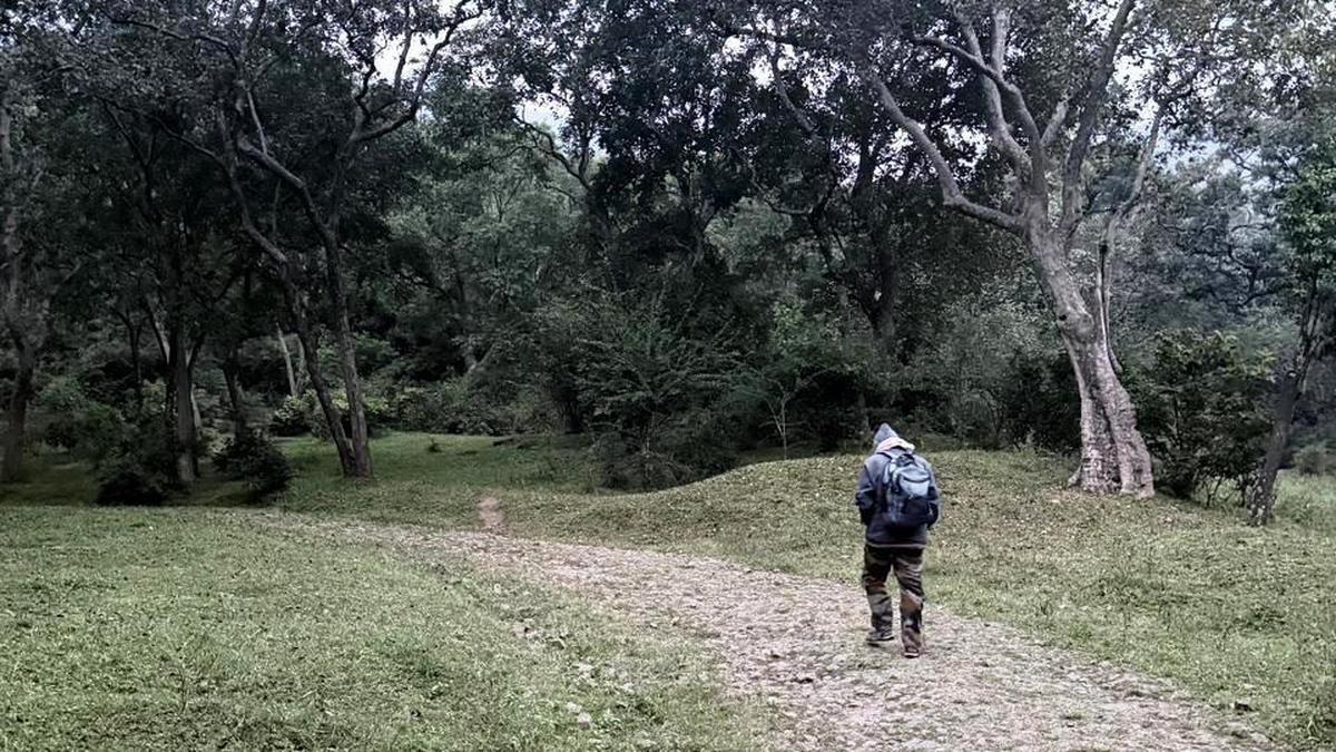 Forest dept. to strengthen surveillance in Marayur Sandal division