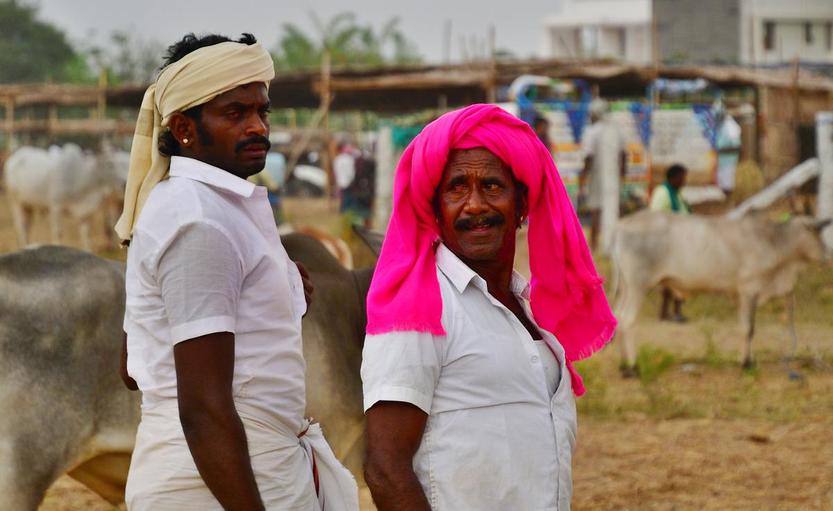 Cattlemen come from Madurai, Sivagangai, Ramnad and Pudukottai districts to buy bulls for Jallikattu and farm work, as well as milch cows and calves. 