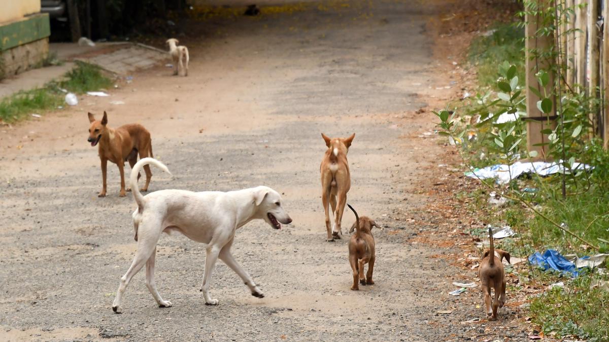 Five-year-old boy suffers serious injury in stray dog attack in Kancheepuram