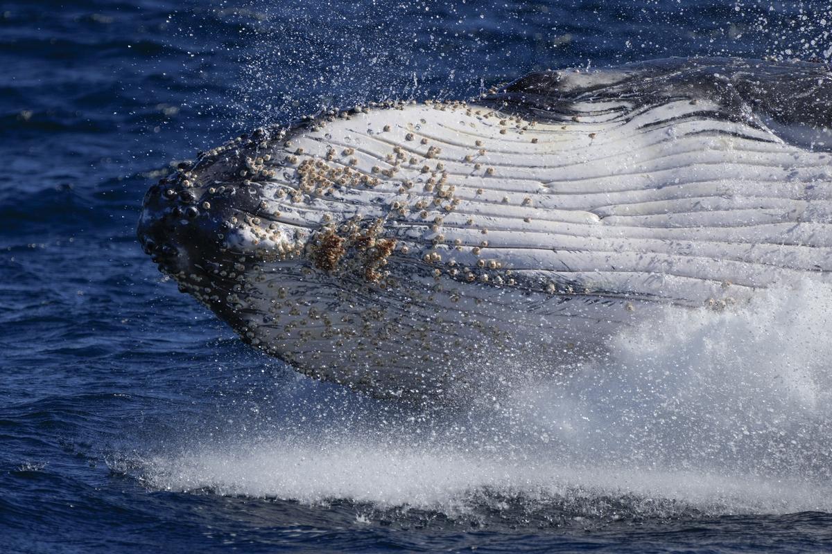 A humpback whale breaches off the coast of Port Stephens. A humpback whale breaches off the coast of Port Stephens.