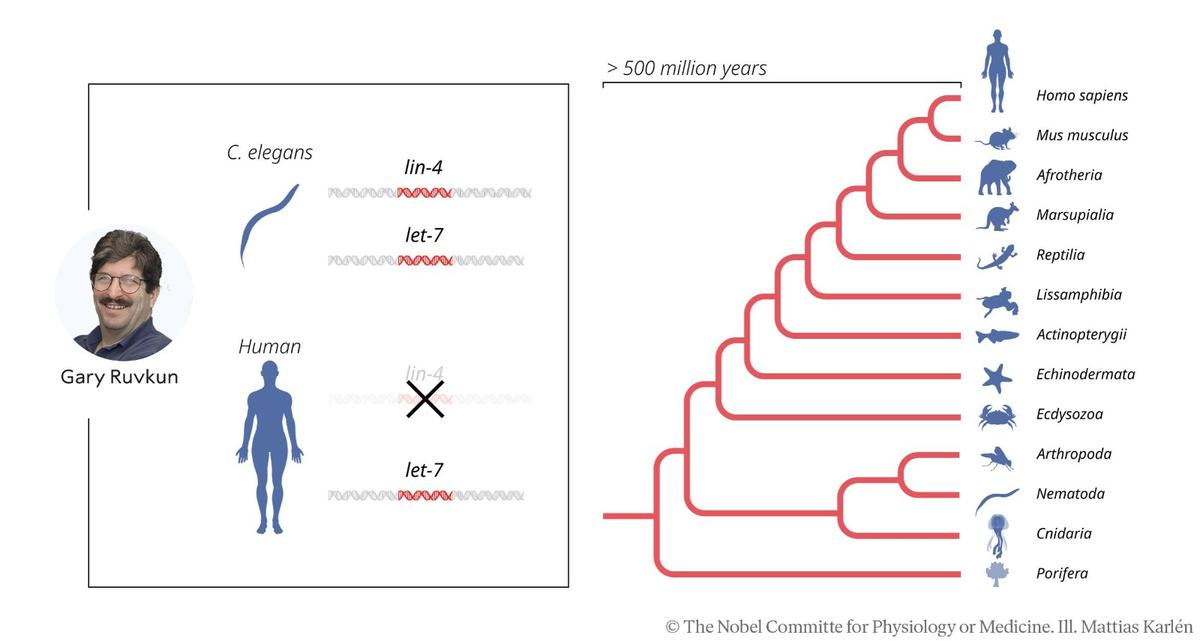 “MicroRNA genes have evolved and expanded within the genomes of multicellular organisms for over 500 million years. Today, we know that there are more than a thousand genes for different microRNAs in humans, and that gene regulation by microRNA – discovered by this year’s medicine laureates – is universal among multicellular organisms.”. Photo: The Nobel Committee for Physiology or Medicine. Ill. Mattias Karlén