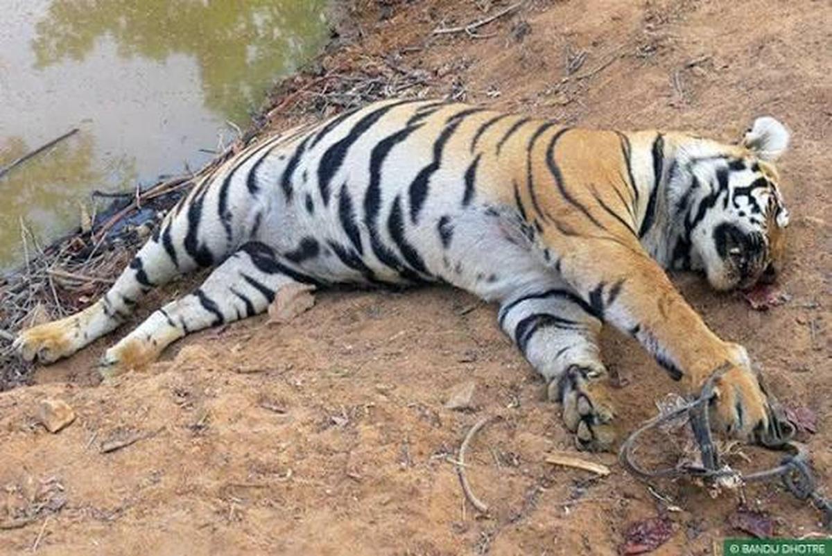 File picture of a tiger caught in a jaw trap in Chandragiri district of Maharashtra. File picture of a tiger caught in a jaw trap in Chandragiri district of Maharashtra.