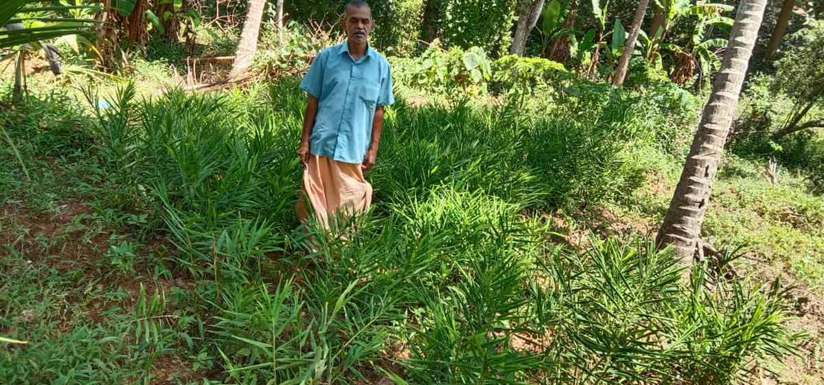 VK Girijadhan Nair with ginger plants on his plot