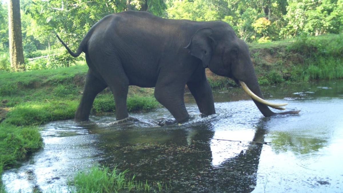 Forest guard injured during elephant count in Nagarahole