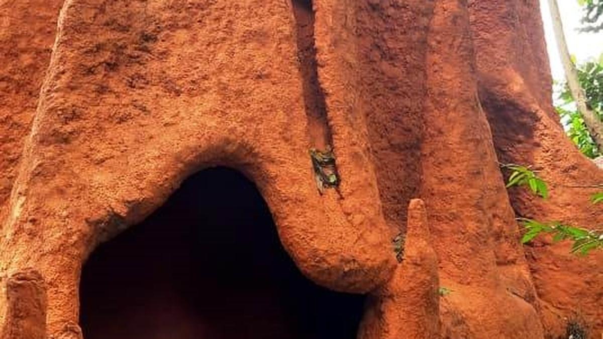 &lsquo;Neelakkurinji&rsquo; to give tourists info on Idukki&rsquo;s biodiversity