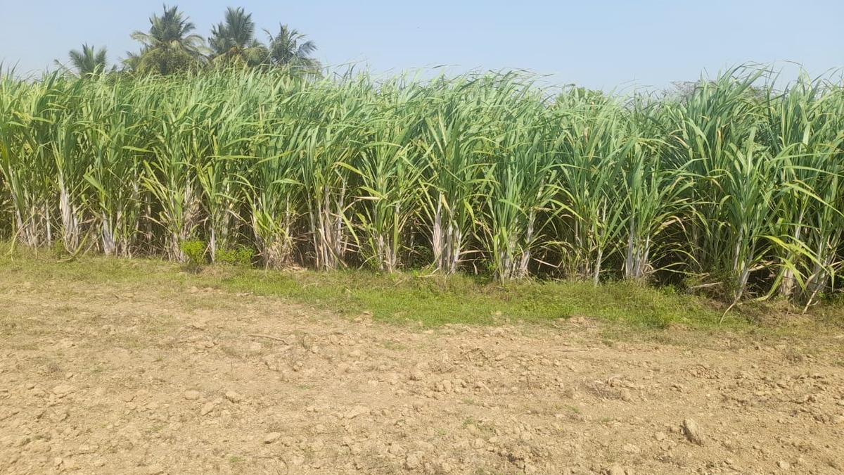 Farmers of Virudhunagar, Tenkasi districts do not want to send cane to Dharani Sugars