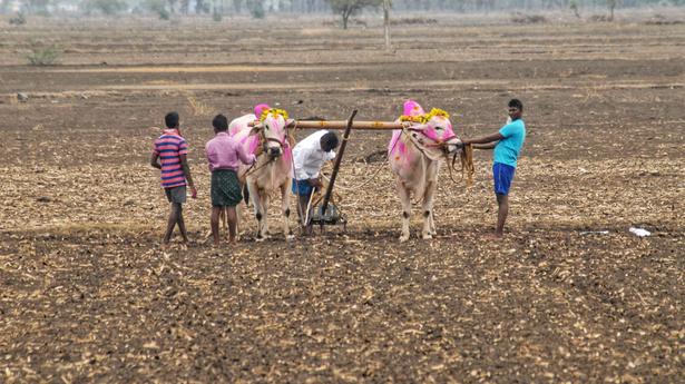 Near normal monsoon gives impetus to farm operations in Prakasam