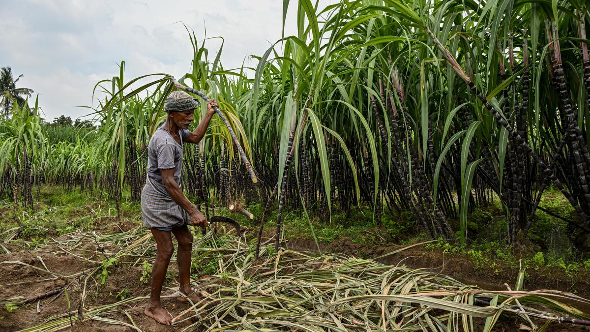 Sugarcane farmers keeping their fingers crossed despite a good yield and procurement by govt.