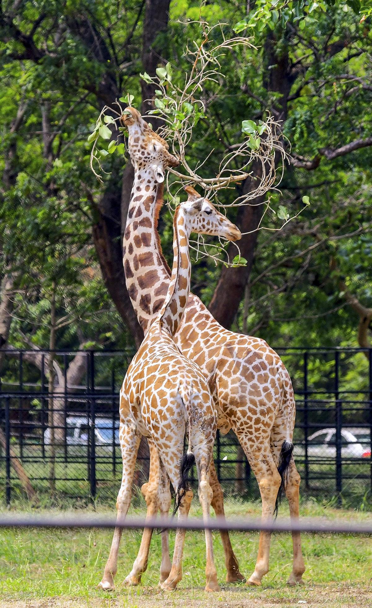 Žirafy jedí listy ve svém výběhu v Zoologickém parku Indiry Gándhíové ve Visakhapatnamu. Žirafy jedí listy ve svém výběhu v Zoologickém parku Indiry Gándhíové ve Visakhapatnamu.