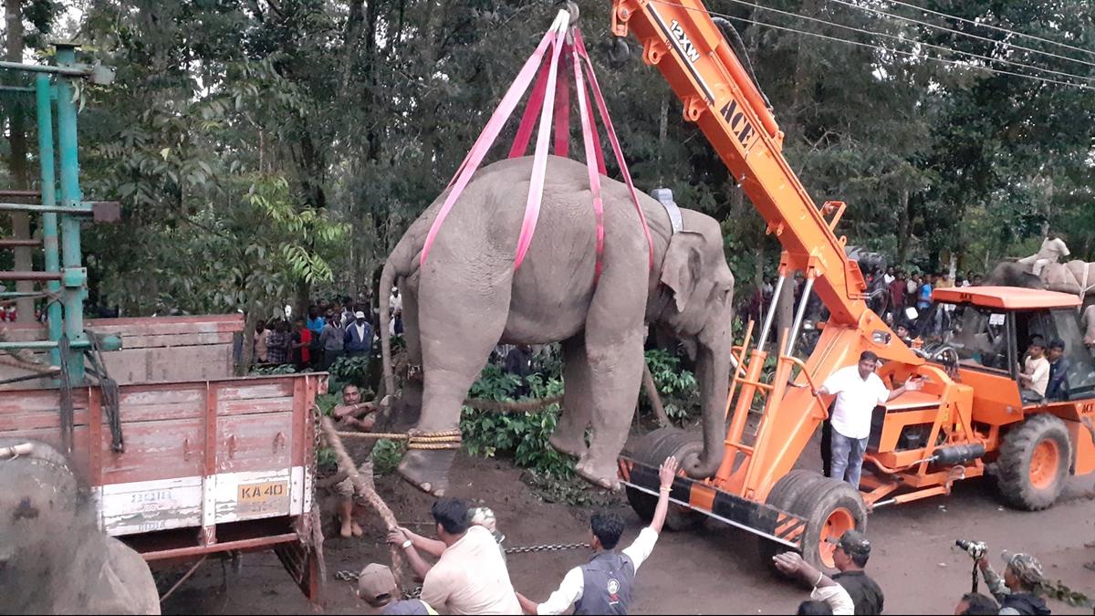 Farmer dies in elephant attack in Sakleshpur in Karnataka
