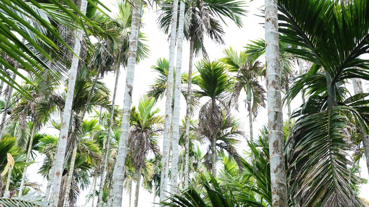 CPCRI to hold interaction with farmers at Guthigar on April 29 on managing leaf spot disease in arecanut