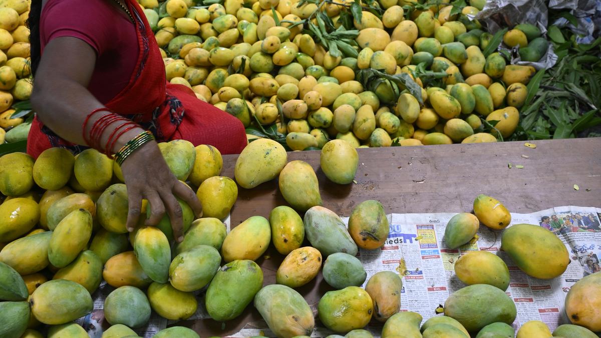 A tale of sweet and tangy mangoes in Hyderabad