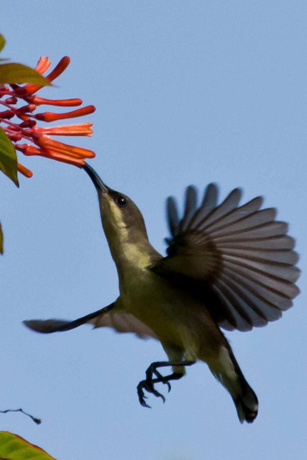  Loten’s sunbird 