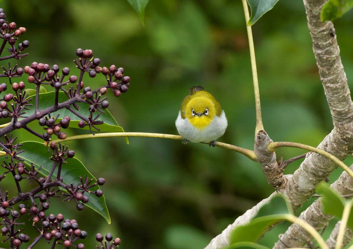 Oriental white-eye