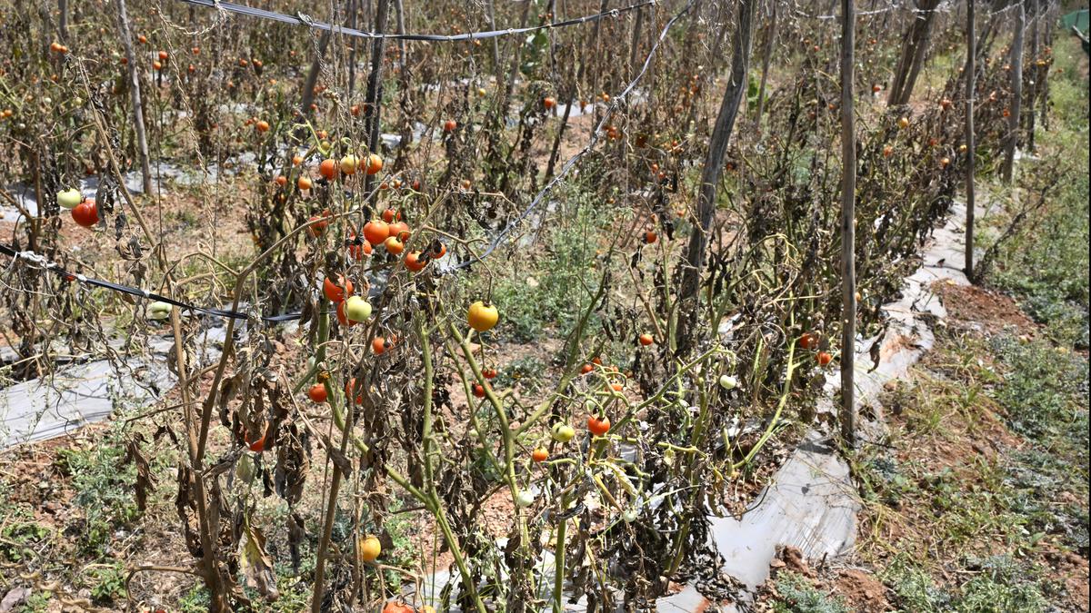 Shivakumar urges EC to direct Centre to release drought relief for Karnataka