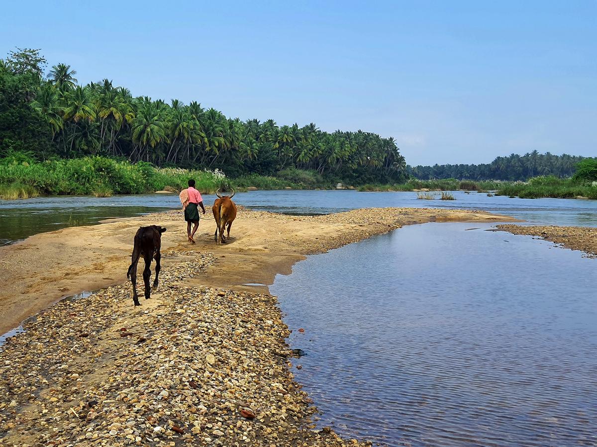 A farmer with his cattle in Madurai, southern Tamil Nadu.