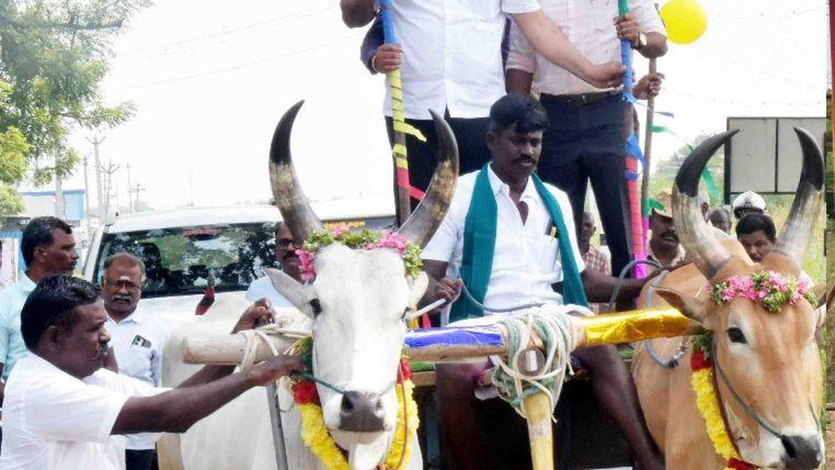 Samathuva Pongal celebrated in all panchayats in Virudhunagar district