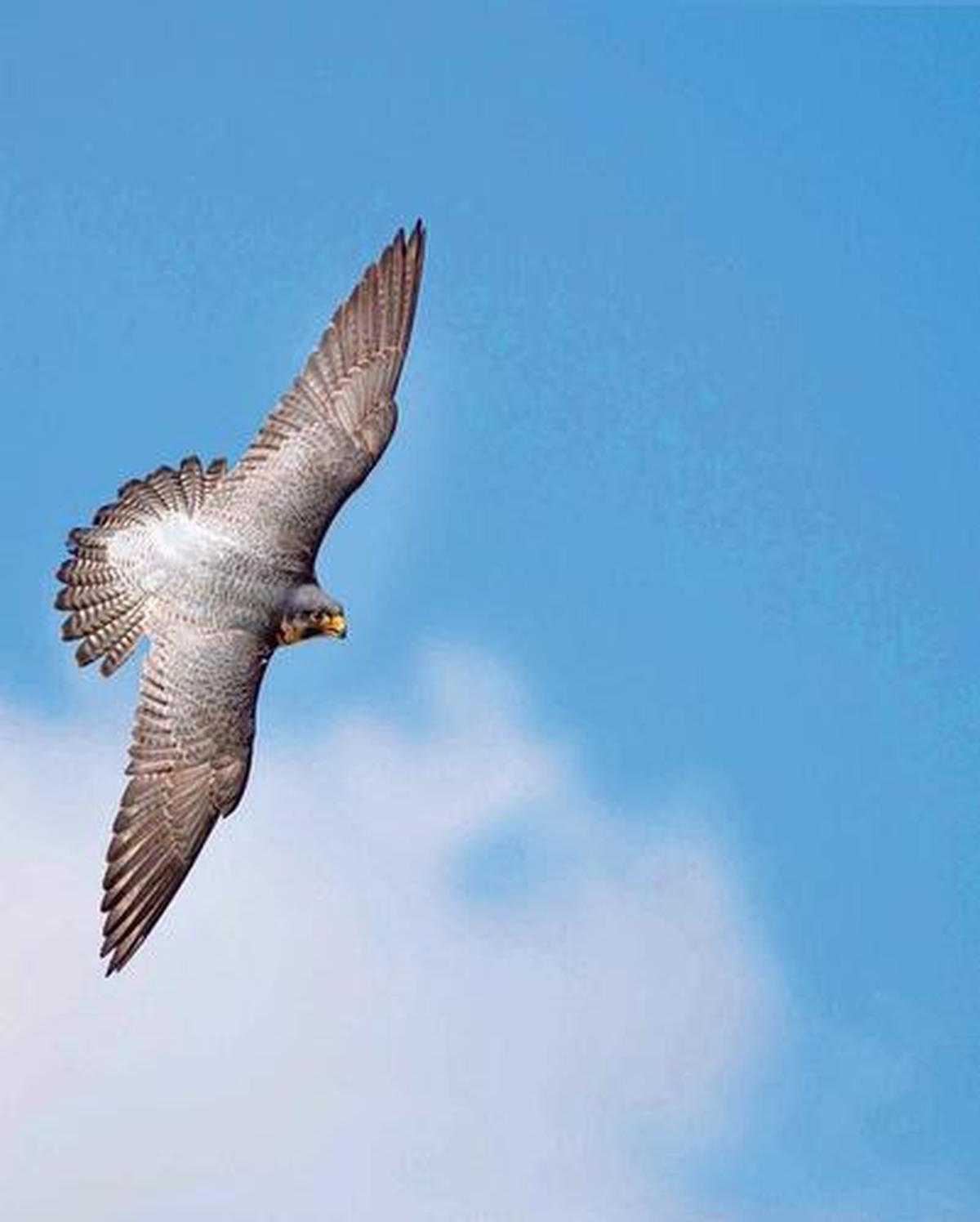 Peregrine falcon benching against cloudy blue sky