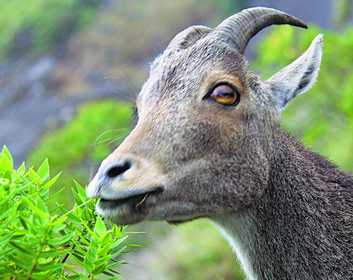 The mountain goat in Munnar, Kerala